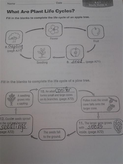 Zola, D / Plant Life Cycle Worksheet